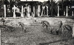 Colomb bechar 513- Gazelles jardin public COLLECTION DES AMIS DE ND DE SANTA CRUZ